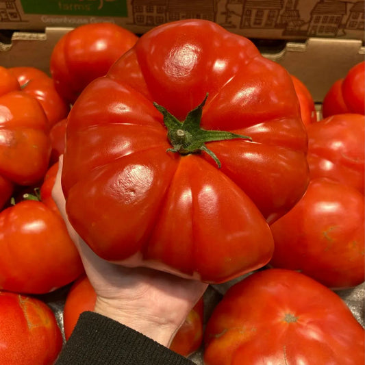 GIANT DELICIOUS TOMATO / UP TO 2KG