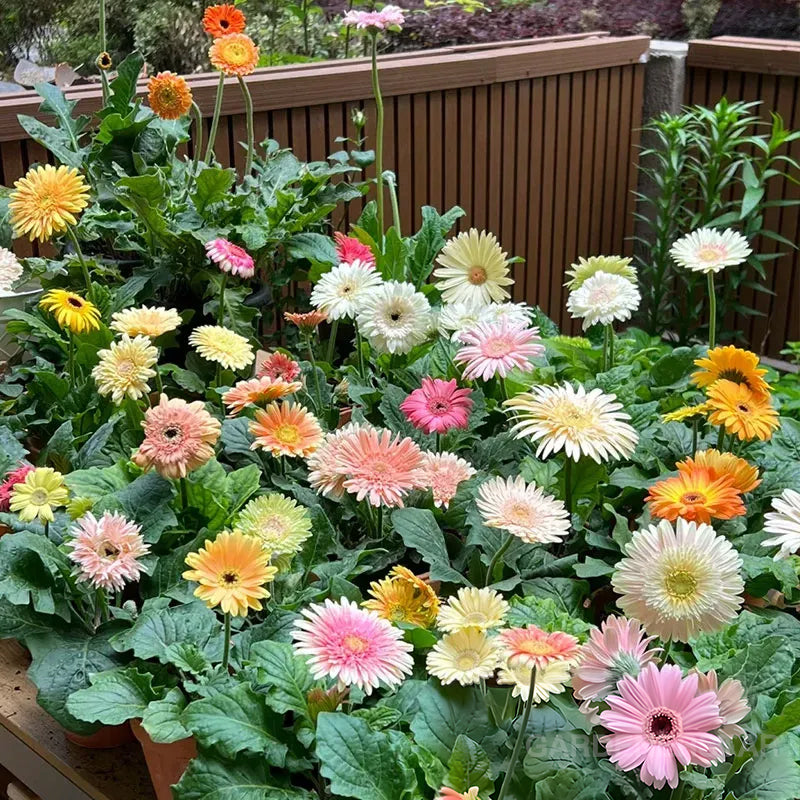 Mixed Gerbera Flower Seeds