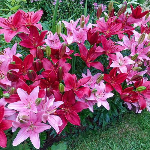 Trailblazer Carpet Border Lily Mixture