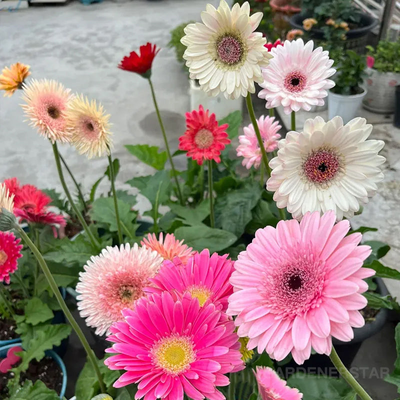 Mixed Gerbera Flower Seeds