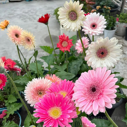 Mixed Gerbera Flower Seeds