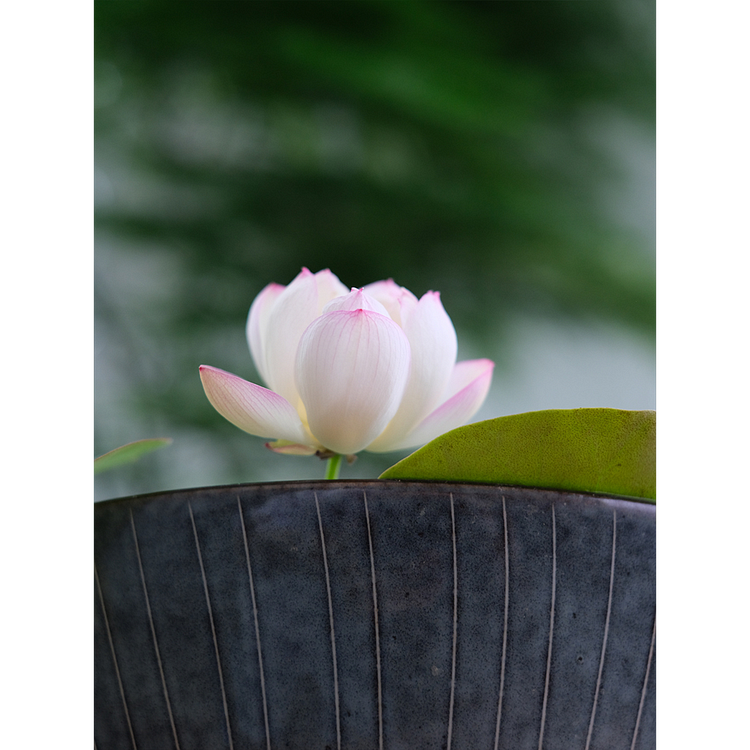 Bowl Lotus: Embracing Zen through Blossoms