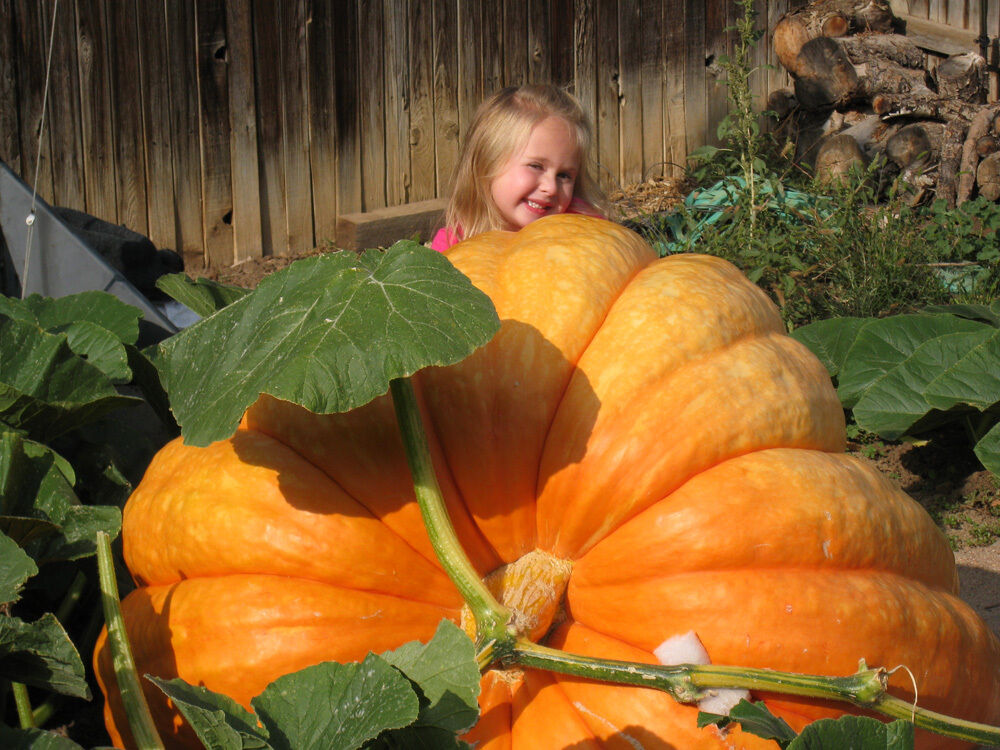 Giant Pumpkin Seeds