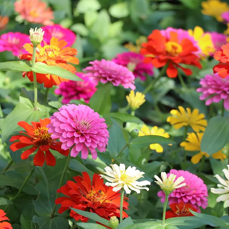 Mixed Zinnia Seeds