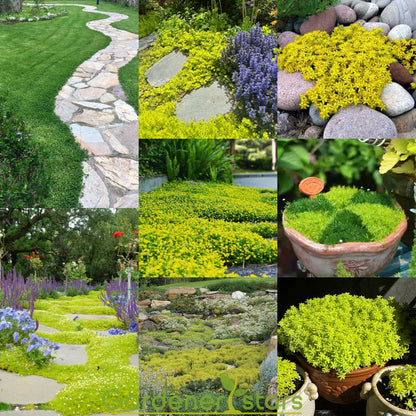 🌺Popular Groundcover Flowering Seeds🌈Colourful Carpet