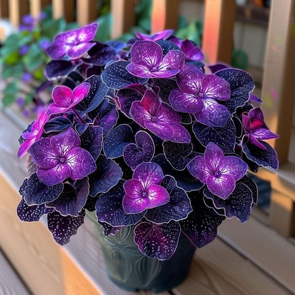 Begonia Rex 'Cosmic Purple'