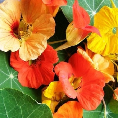 Nasturtium Seeds (Tall) - Mixed Colors