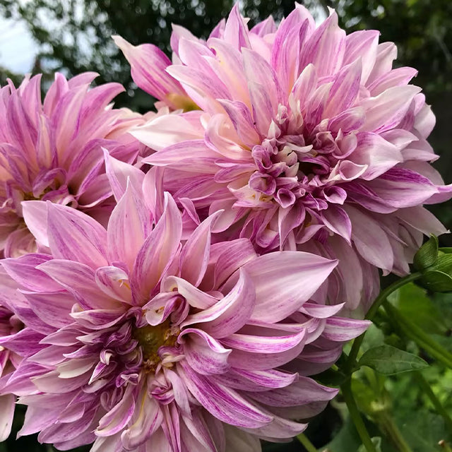 Mixed Giant Dahlia Seeds