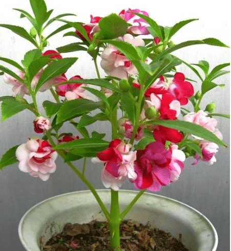 IMPATIENS SEEDS - CAMELIA FLOWERED MIXED