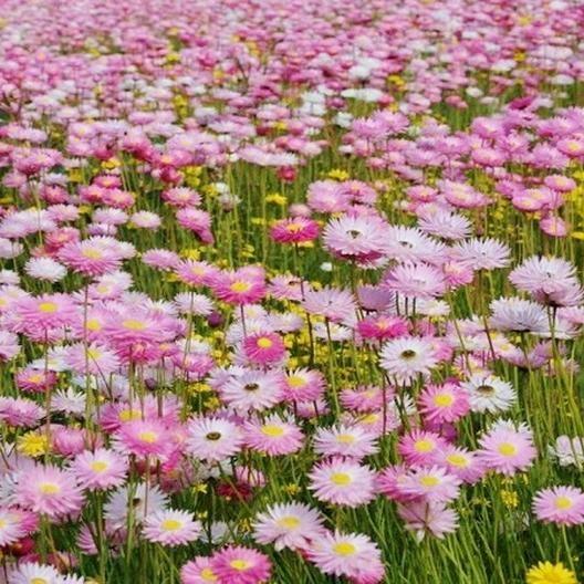 DAISY SEEDS (PAPER) - GIANT FLOWERED MIX