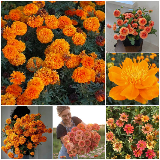 Orange You Glad - Orange Flower Seed Mix