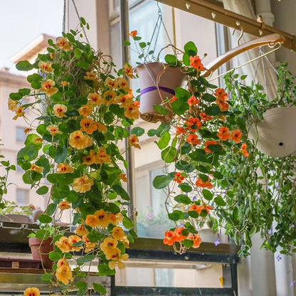 Nasturtium Seeds (Tall) - Mixed Colors