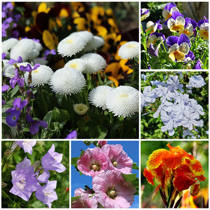 First Year Flowering Perennial Wildflower Seed Mix