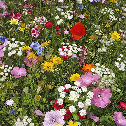 Mixed Wildflower Hummingbird Seeds