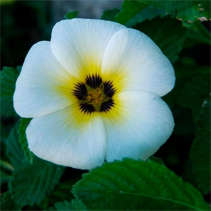 'Clock Flower' Turneraceae