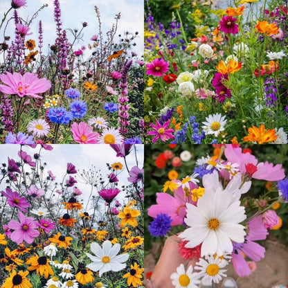 Perennial Flowers Seeds-Over 60 kinds mixed