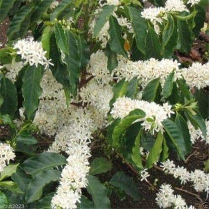 10 JAMAICAN BLUE MOUNTAIN Coffee Seeds ,Grow Your Own Coffee Plant tree