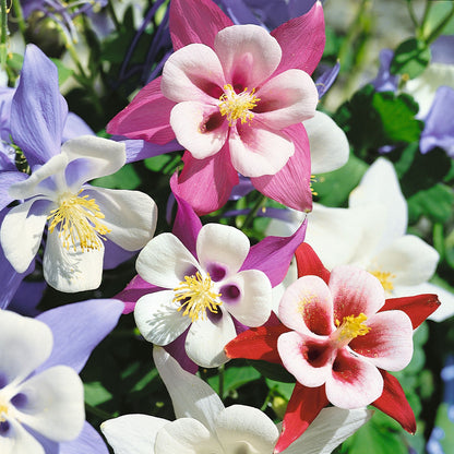 Columbine Seeds - McKana Giant Mix