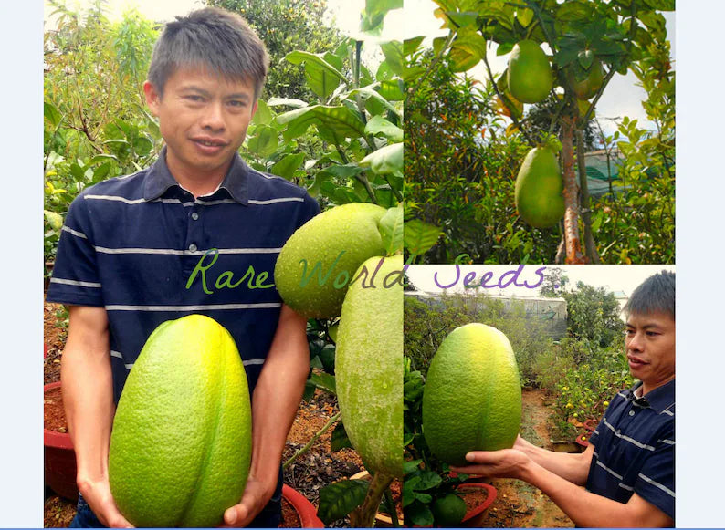 Amazingly HUGE Sweet Citrus RARE Seeds