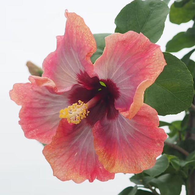 Mixed Giant Ombre Hibiscus Exotic Coral Flowers Seeds