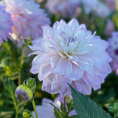 Mixture Dahlia Seeds