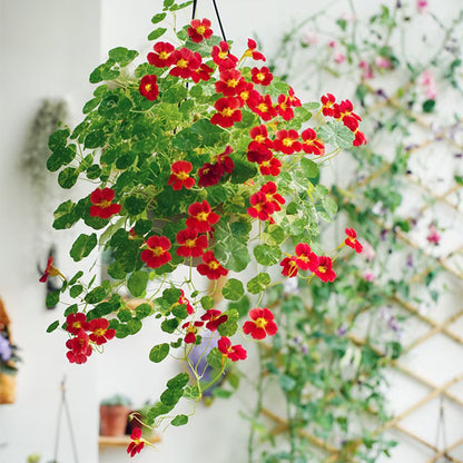 Nasturtium Seeds (Tall) - Mixed Colors