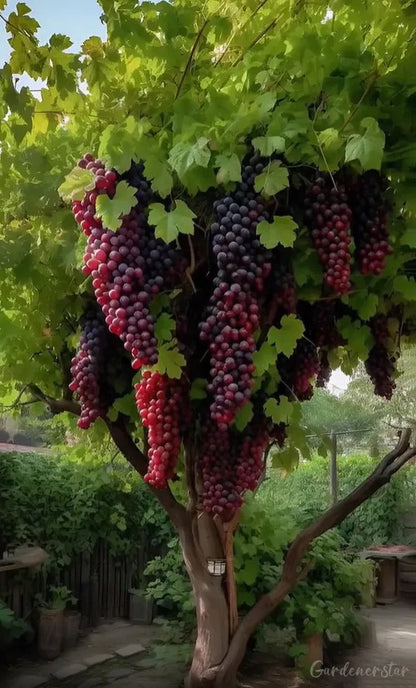 Giant Grape Tree Seeds: Thin-Skinned, Large, and Seedless 🍇🌿