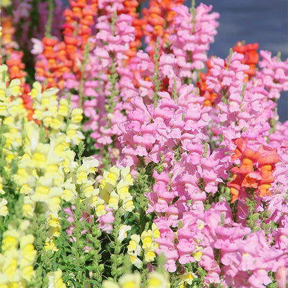 Dwarf Snapdragon  Seed Mixed