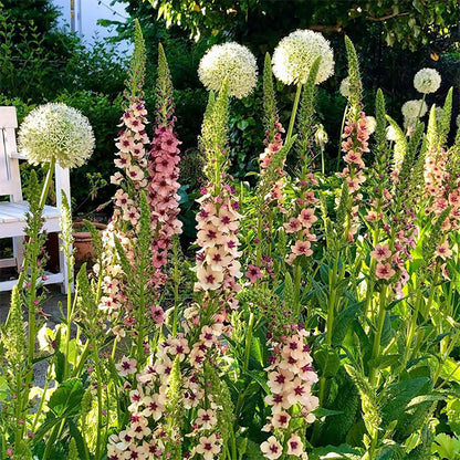 Verbascum Southern Charm Mixed