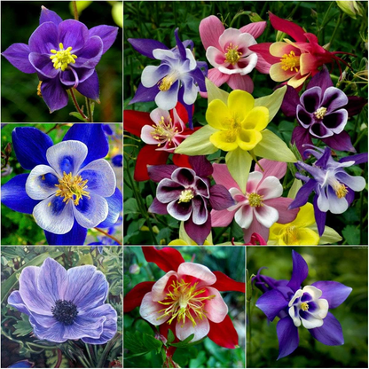 Columbine Seeds - McKana Giant Mix