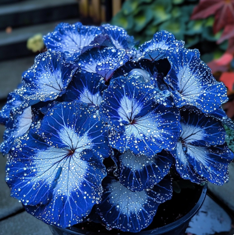 Blue Night Spark Begonia