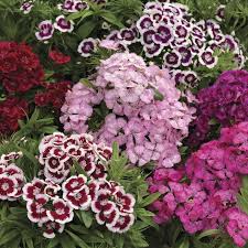 Sweet William Seeds - Tall Double Mix