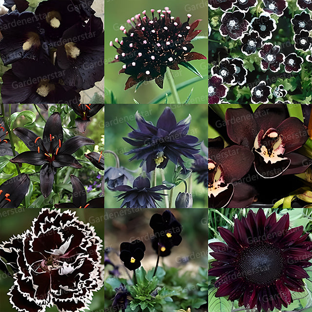 Exclusive Black Wildflower Seed Mix