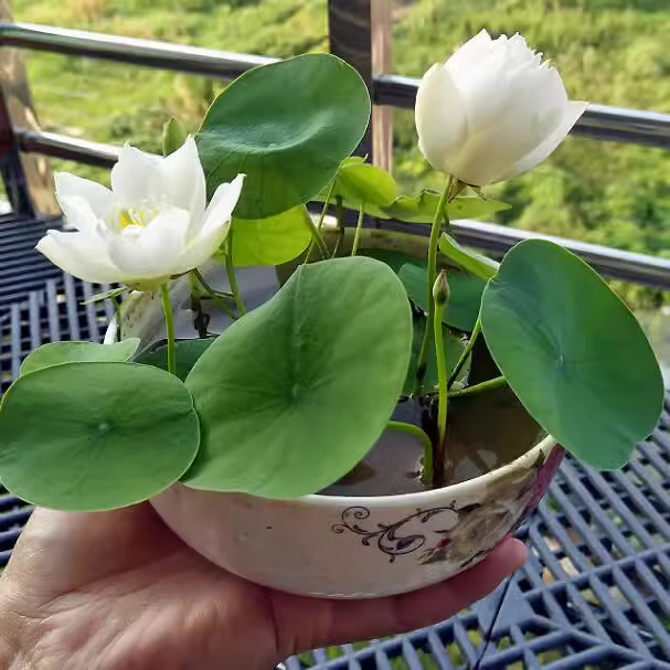 🔥【7 days germination】💐The Sacred Bonsai Bowl Lotus Flower