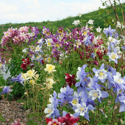 Columbine Seeds - McKana Giant Mix