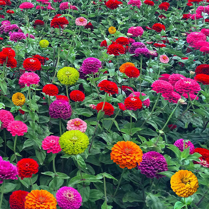 Mixed Zinnia Seeds