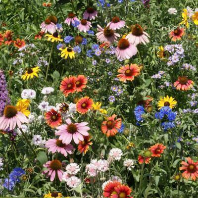 Wildflower Northeast Mix