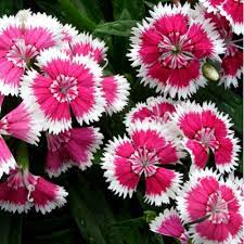 Chinese Pinks Seeds - Babydoll Mix