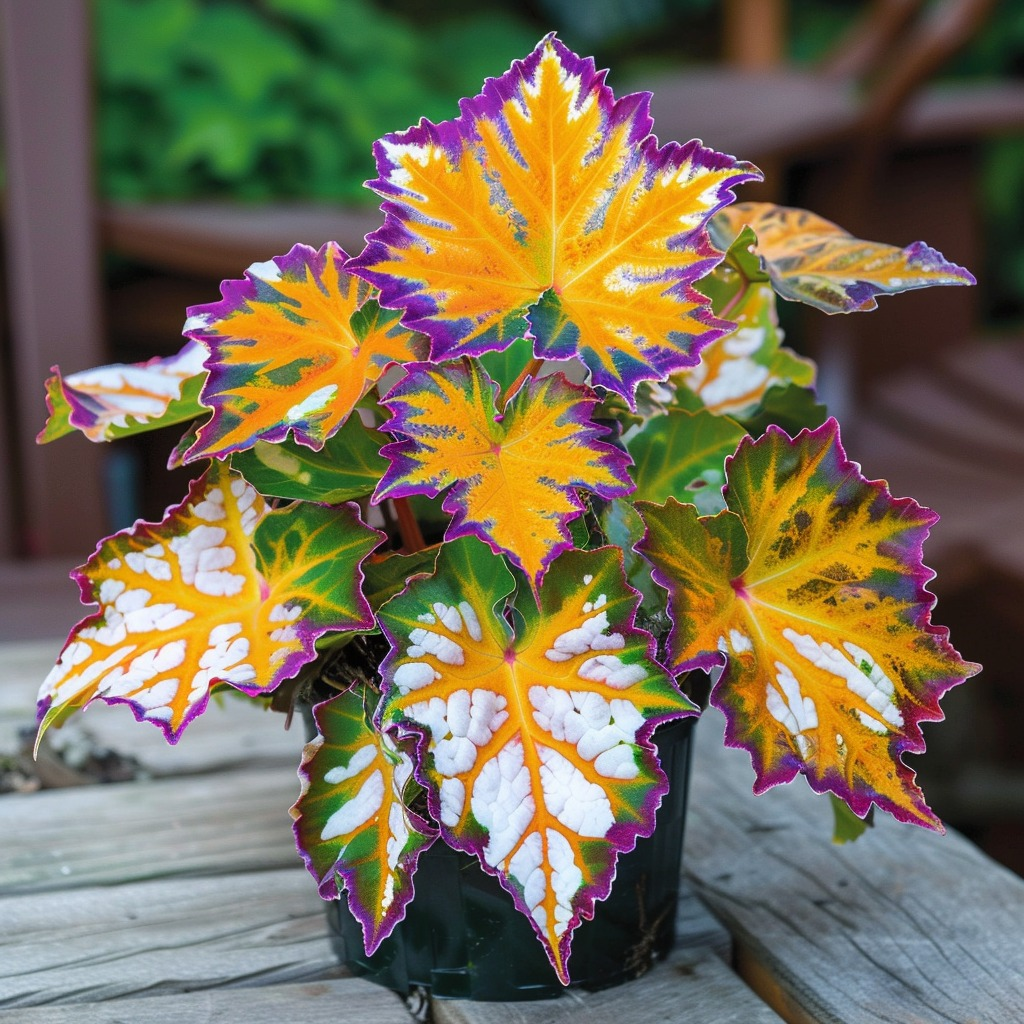 Golden Twilight Begonia