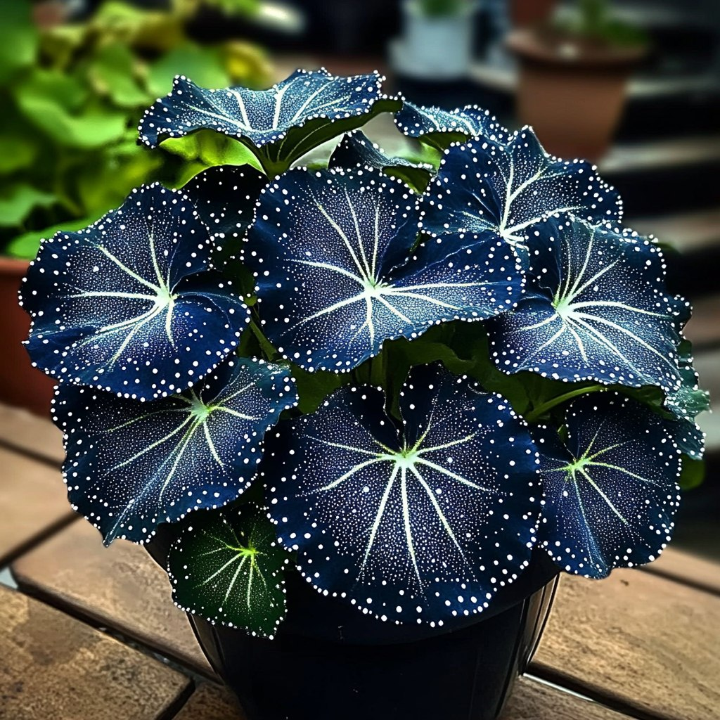 Blue Night Spark Begonia