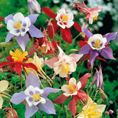 Columbine Seeds - McKana Giant Mix