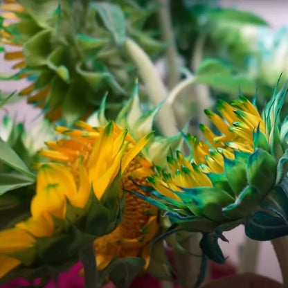 Green Lace Sunflower Seeds