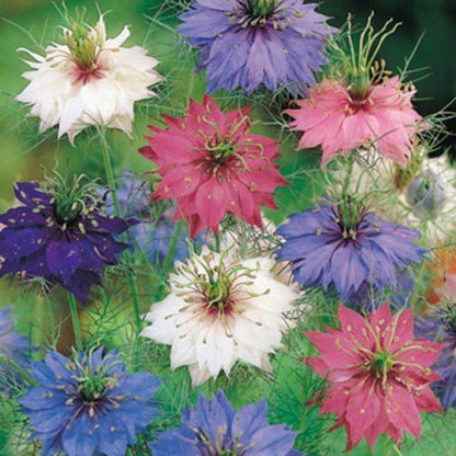 Nigella Miss Jekyll Mix Organic