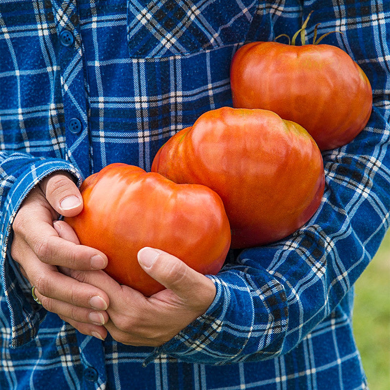 Giant Delicious Tomato / Up to 2kg (20 Seeds a Pack)