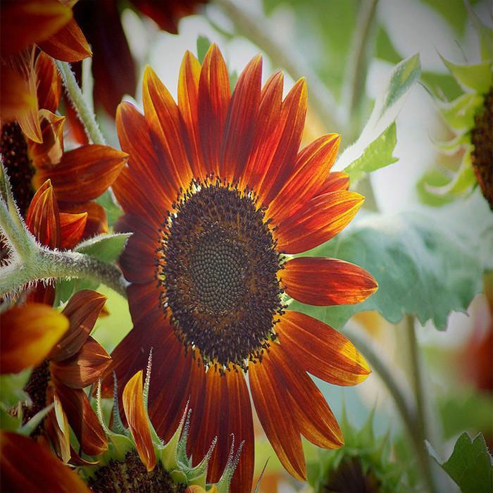 Sunflower Infrared Mix F1