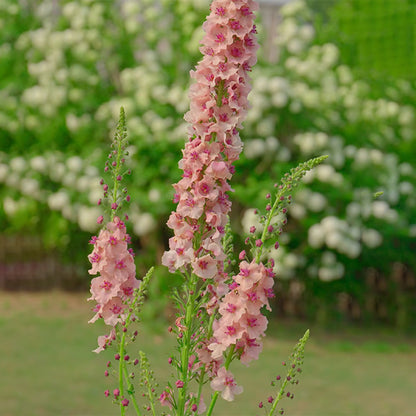 Verbascum Southern Charm Mixed