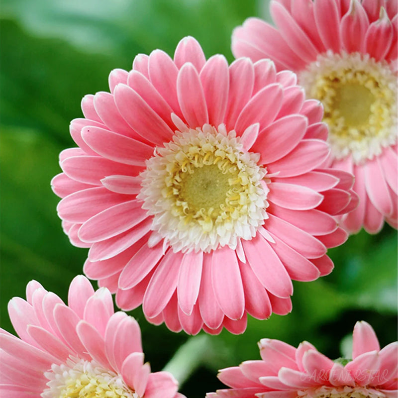 Mixed Gerbera Flower Seeds