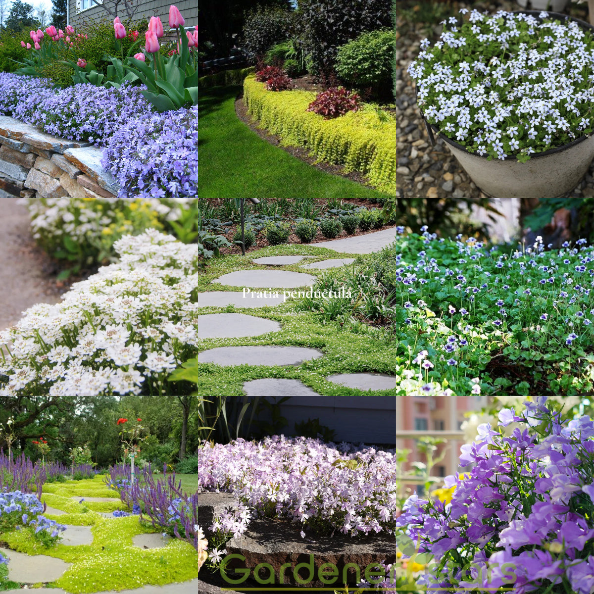 🌺Popular Groundcover Flowering Seeds🌈Colourful Carpet